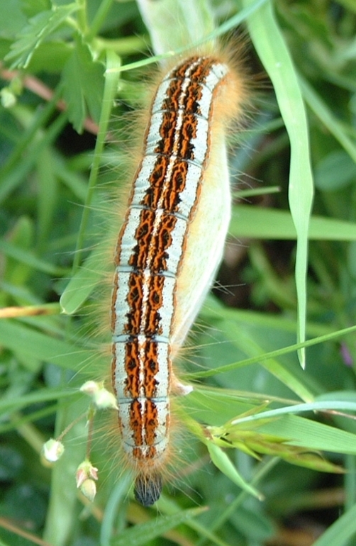 bruco di Malacosoma castrense